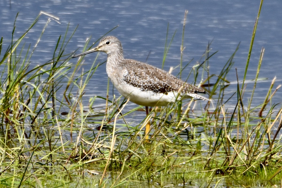 Greater Yellowlegs - ML641026362