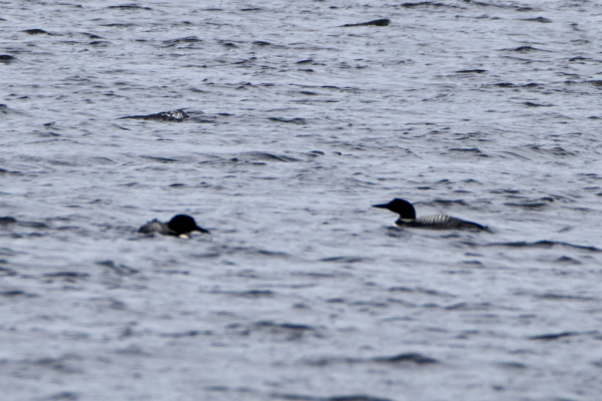 Common Loon - ML641026378