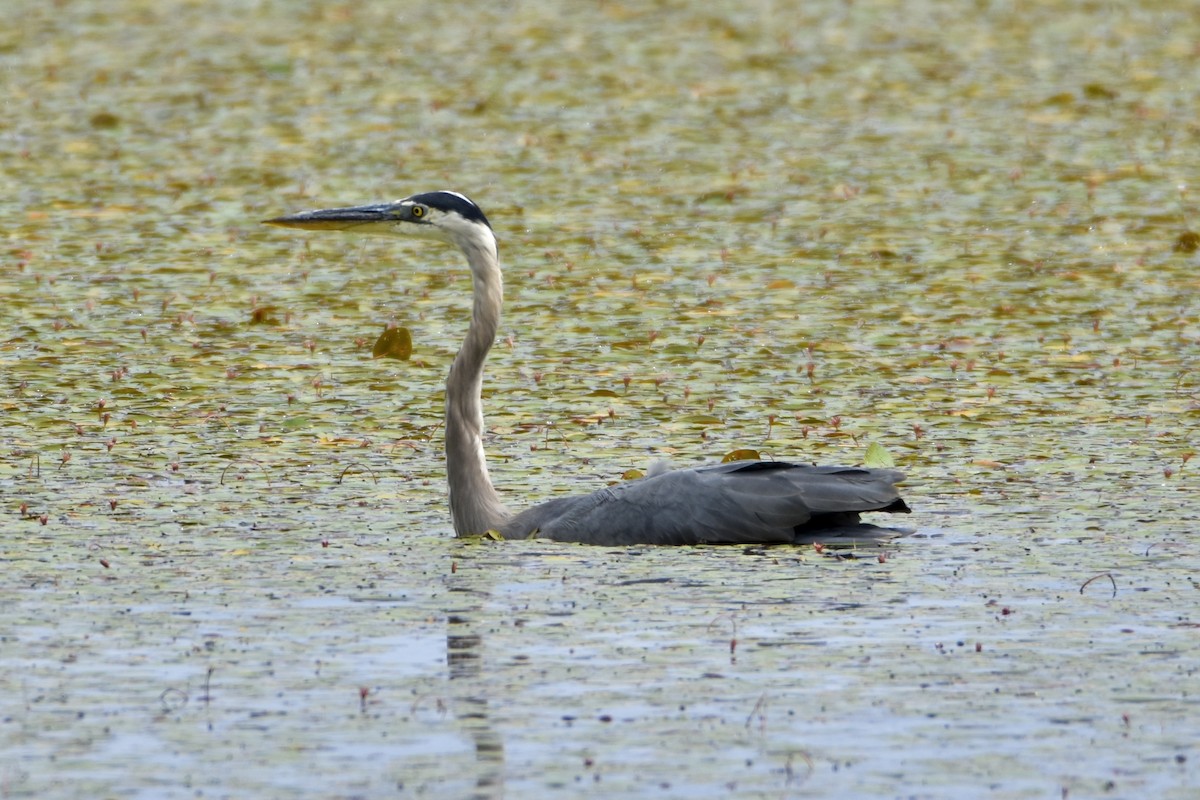 Great Blue Heron - ML641026399