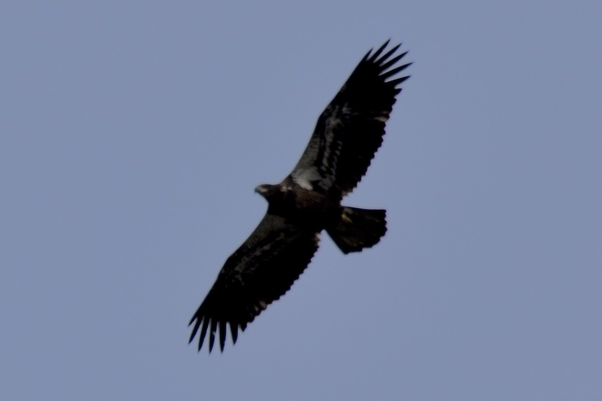 Bald Eagle - ML641026409