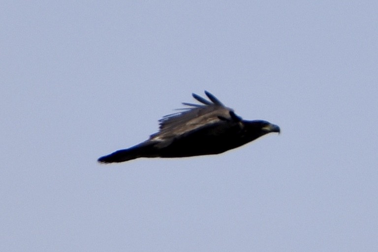 Bald Eagle - ML641026410