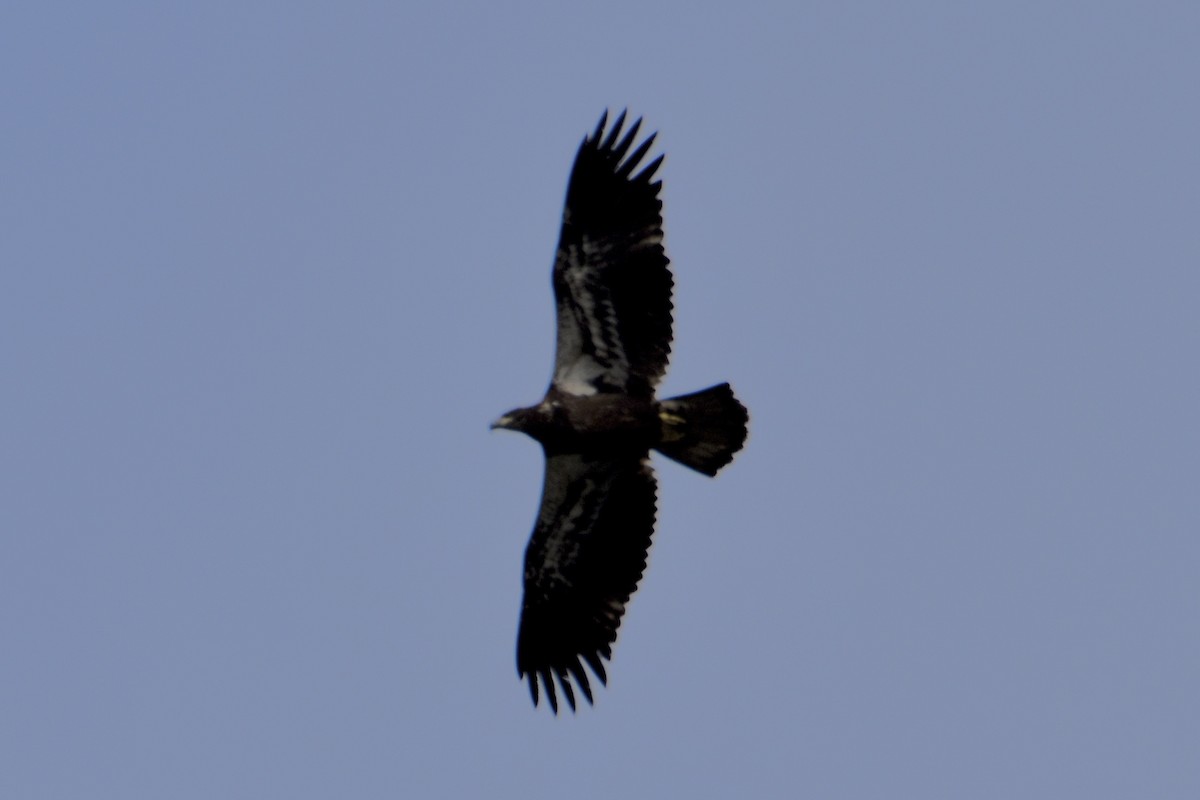 Bald Eagle - ML641026412