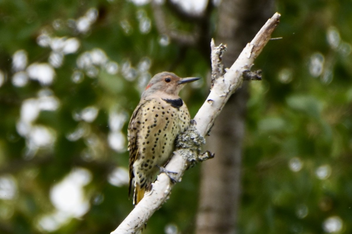 Northern Flicker - ML641026429