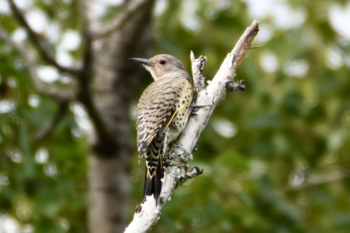 Northern Flicker - ML641026430