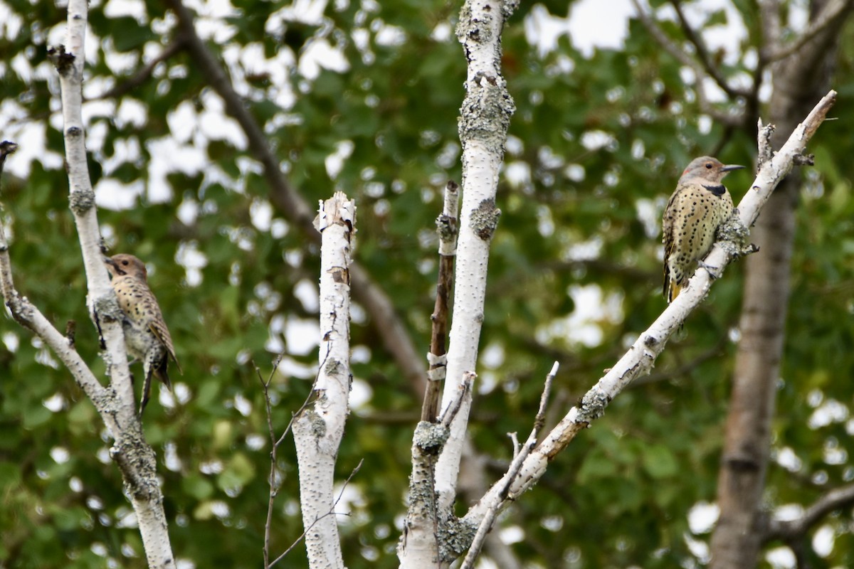 Northern Flicker - ML641026431