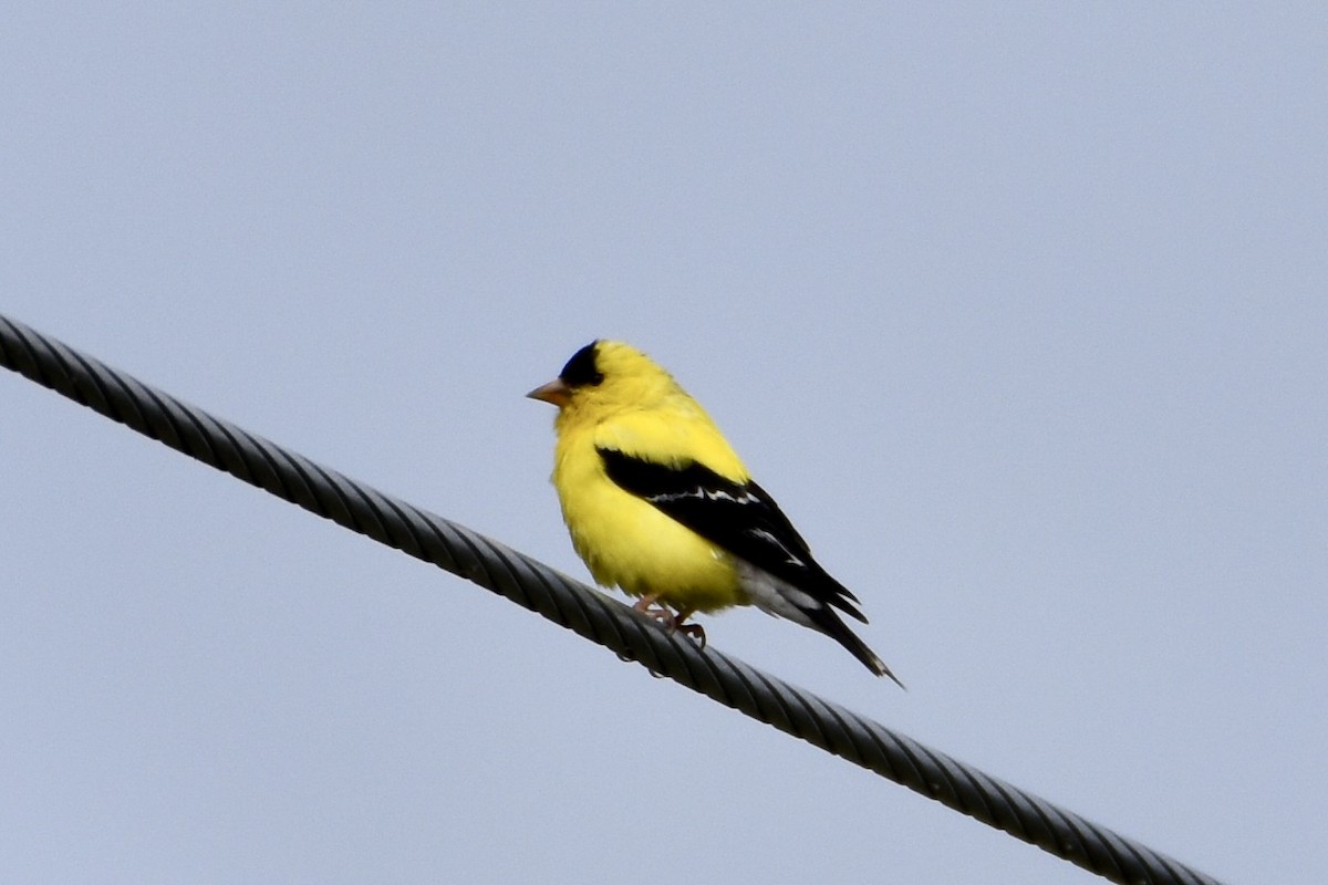American Goldfinch - ML641026449