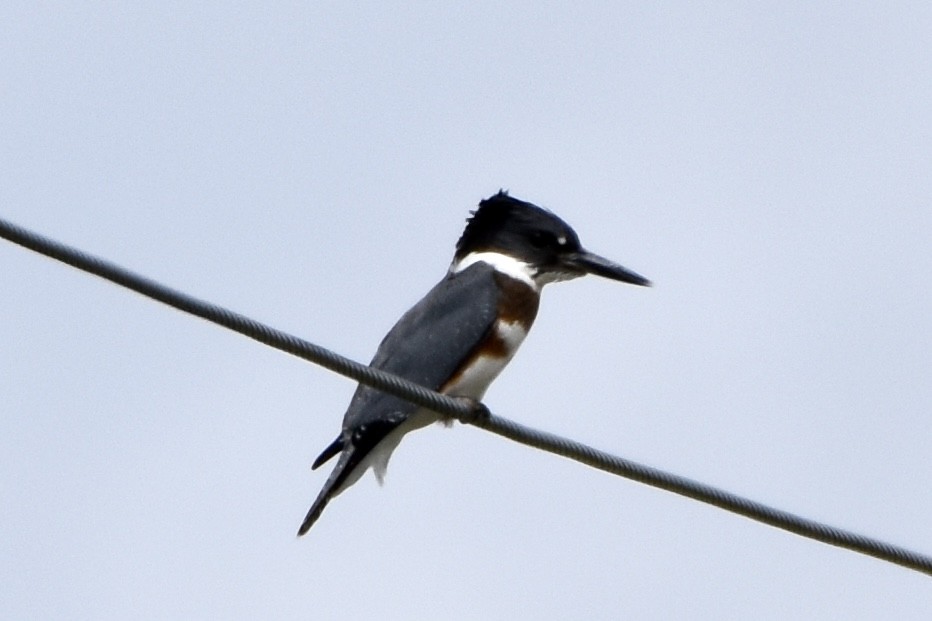 Belted Kingfisher - ML641026469