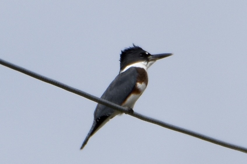 Belted Kingfisher - ML641026471