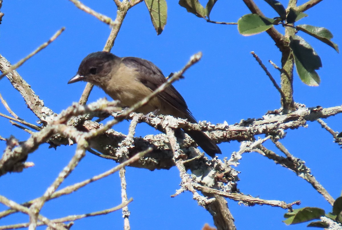 Crested Becard - ML641026498