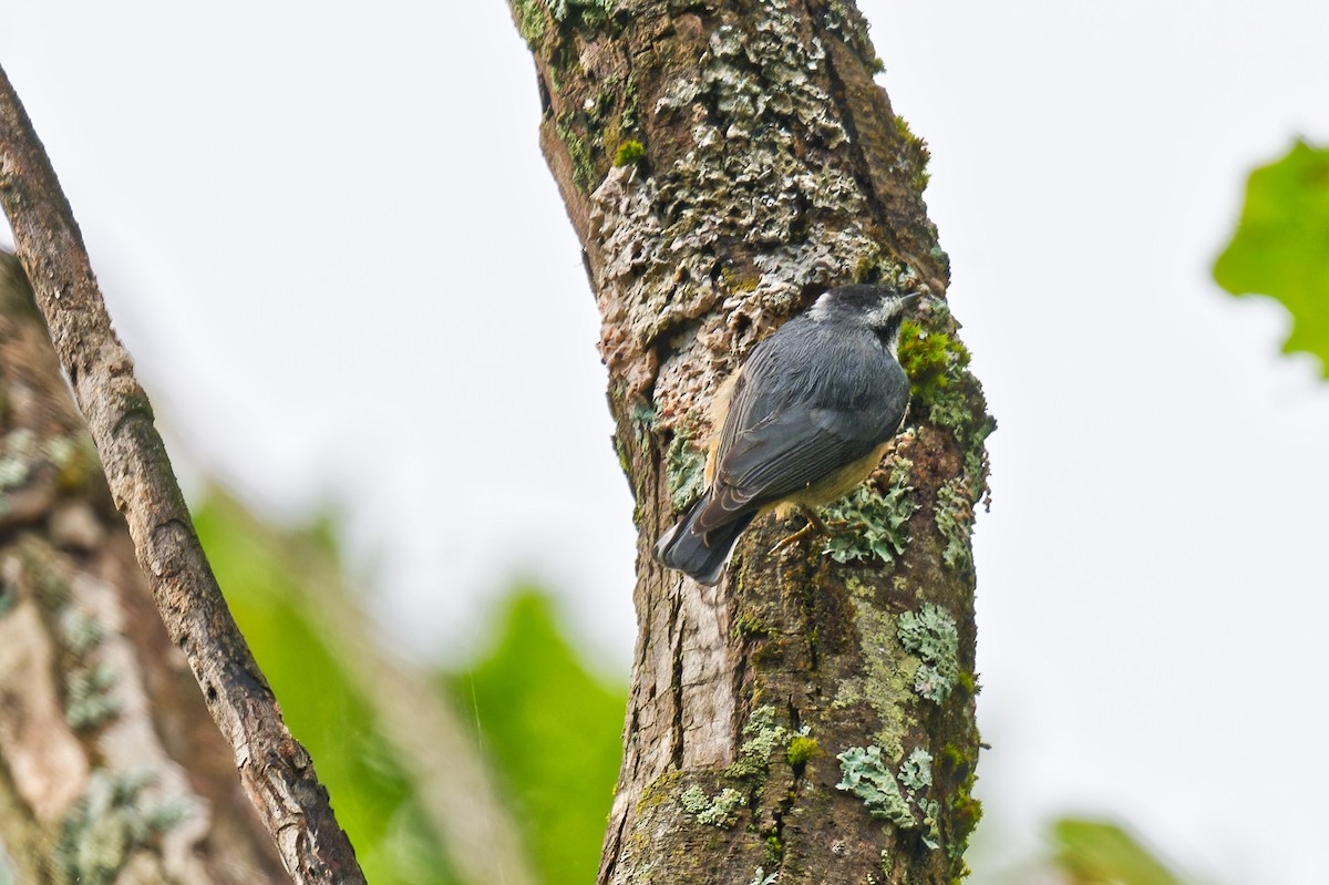 Red-breasted Nuthatch - ML641026499