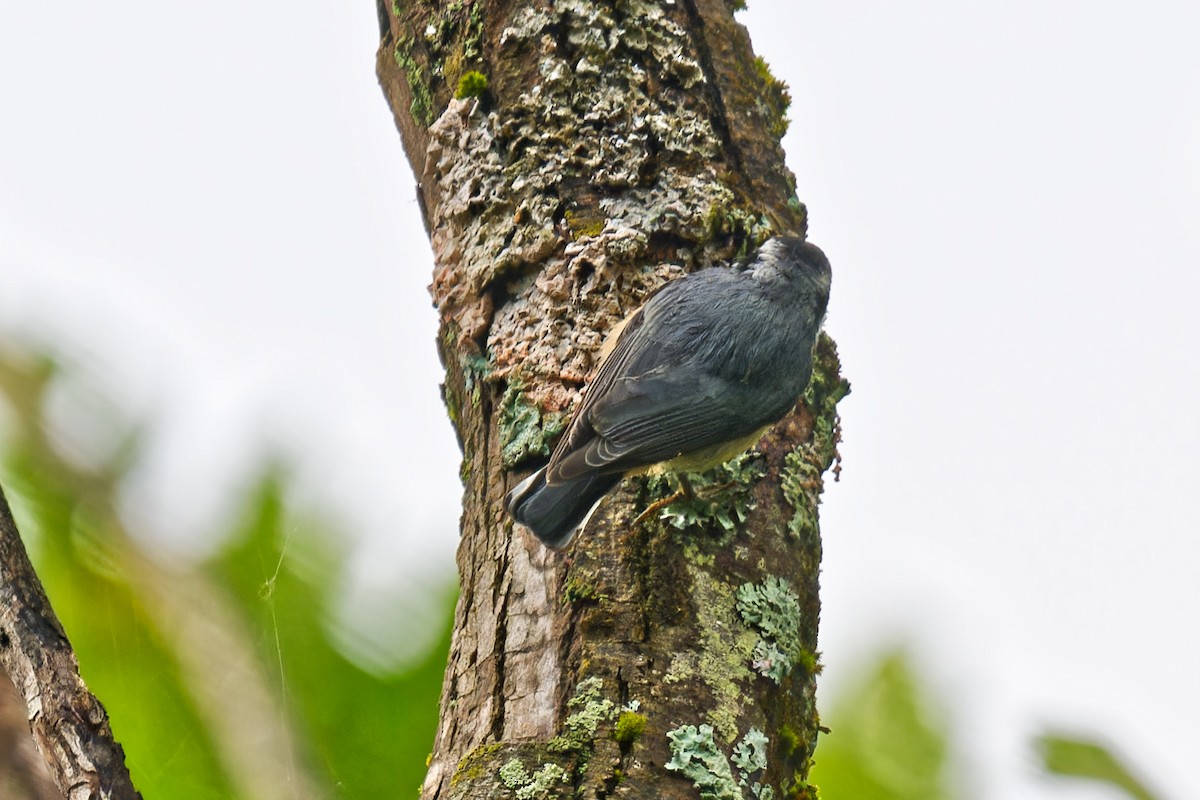 Red-breasted Nuthatch - ML641026500