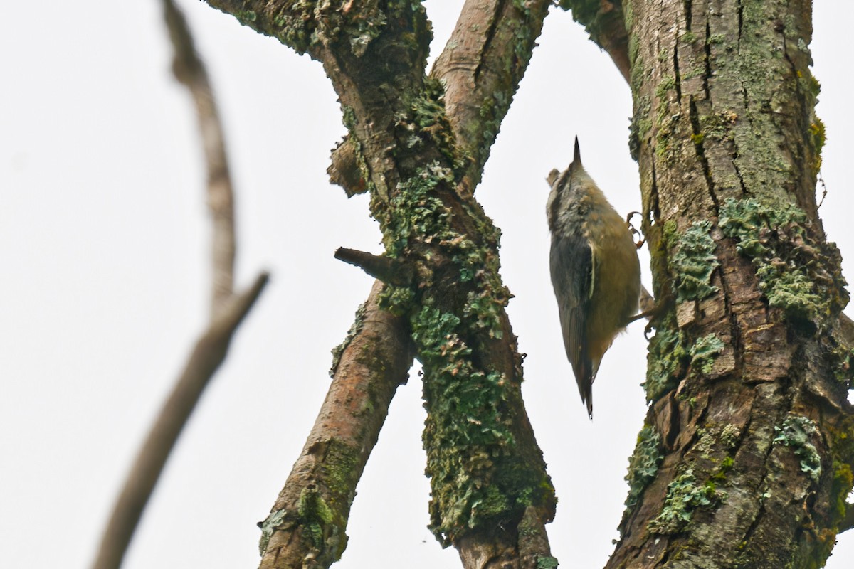 Red-breasted Nuthatch - ML641026501