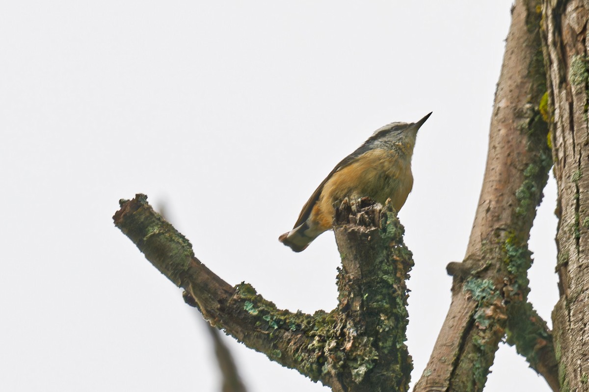 Red-breasted Nuthatch - ML641026502