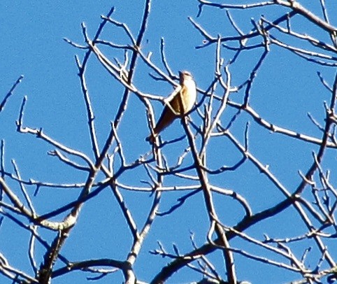 Cliff Flycatcher - ML641026520