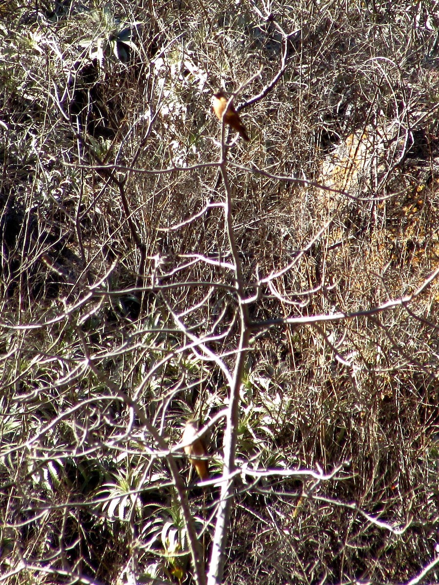 Cliff Flycatcher - ML641026521