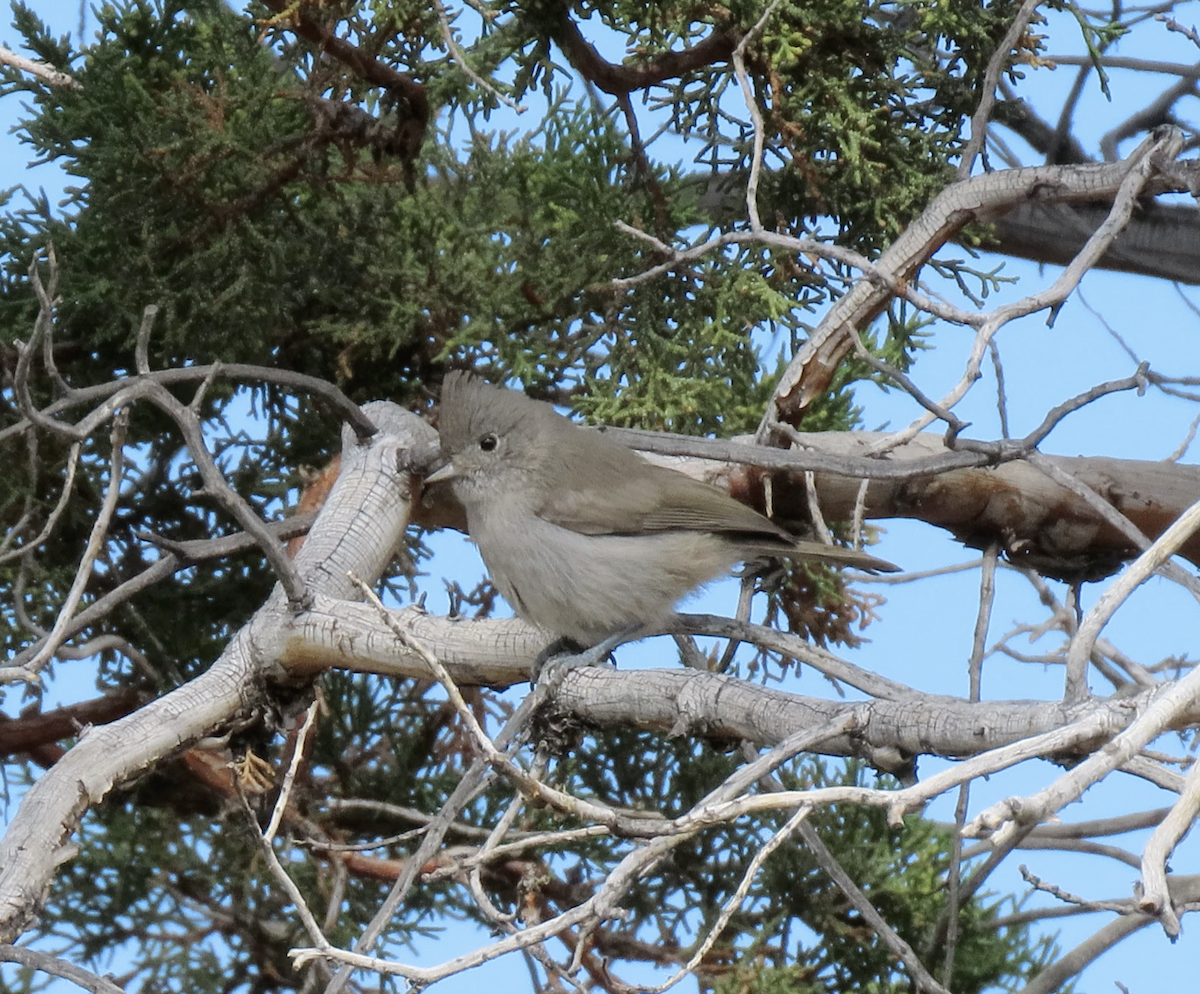 Mésange des genévriers - ML641026522