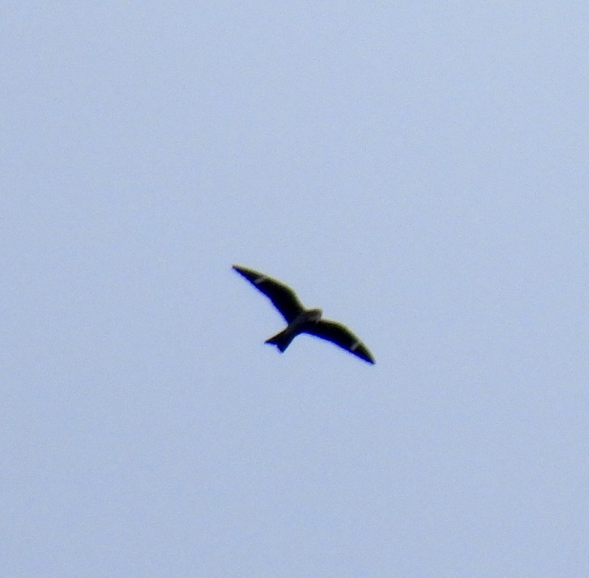 Common Nighthawk - ML641026526