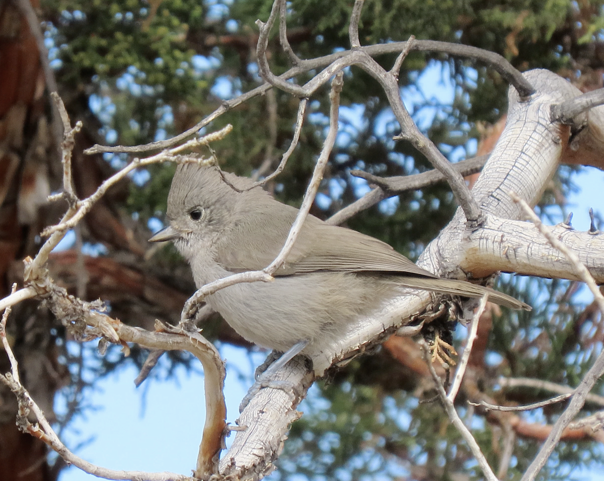 Mésange des genévriers - ML641026543