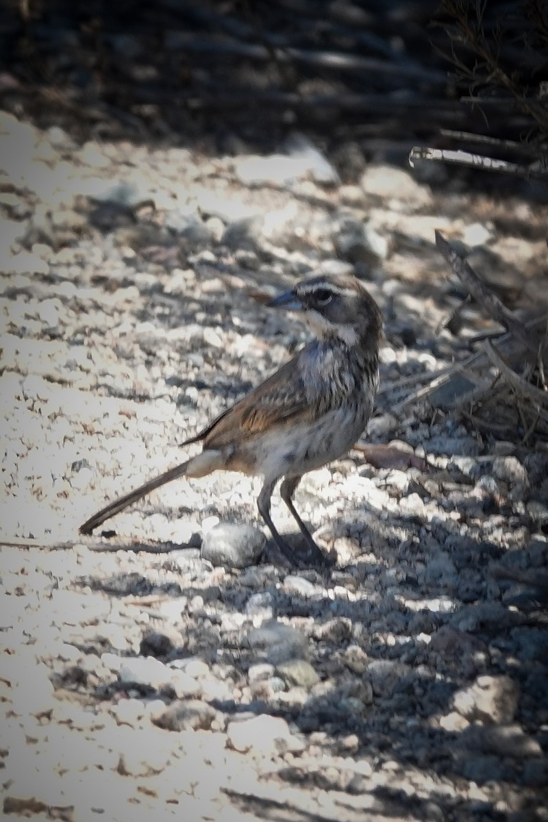Black-throated Sparrow - ML641026551