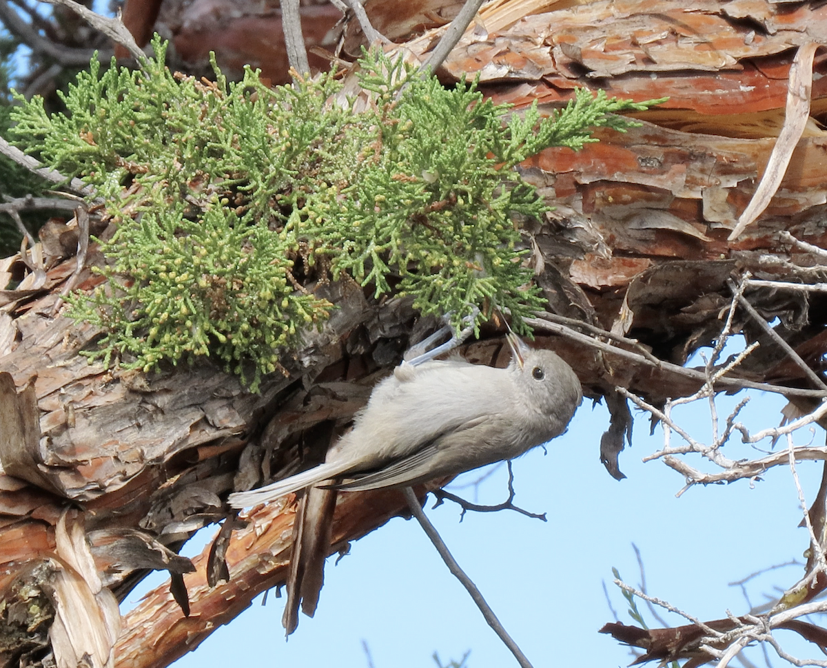 Mésange des genévriers - ML641026553