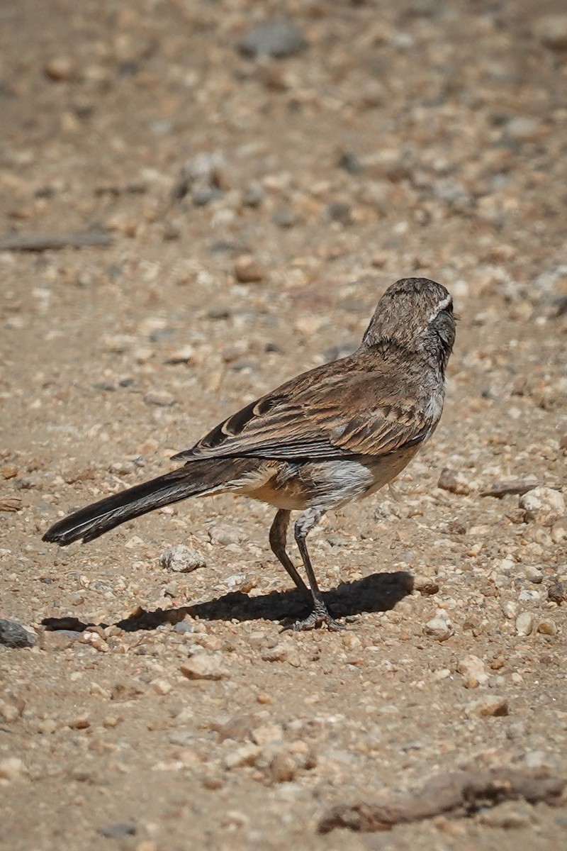 Black-throated Sparrow - ML641026556