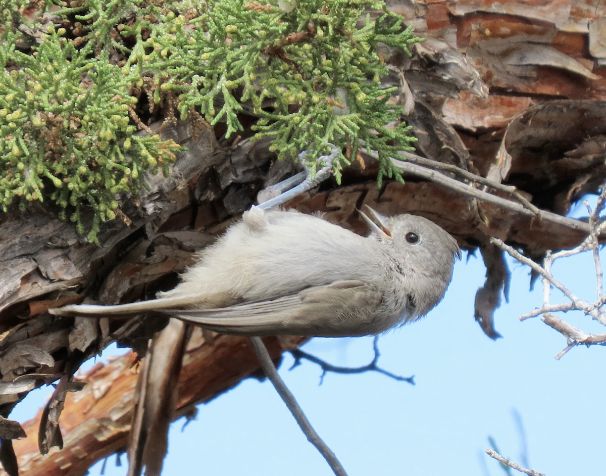 Mésange des genévriers - ML641026562
