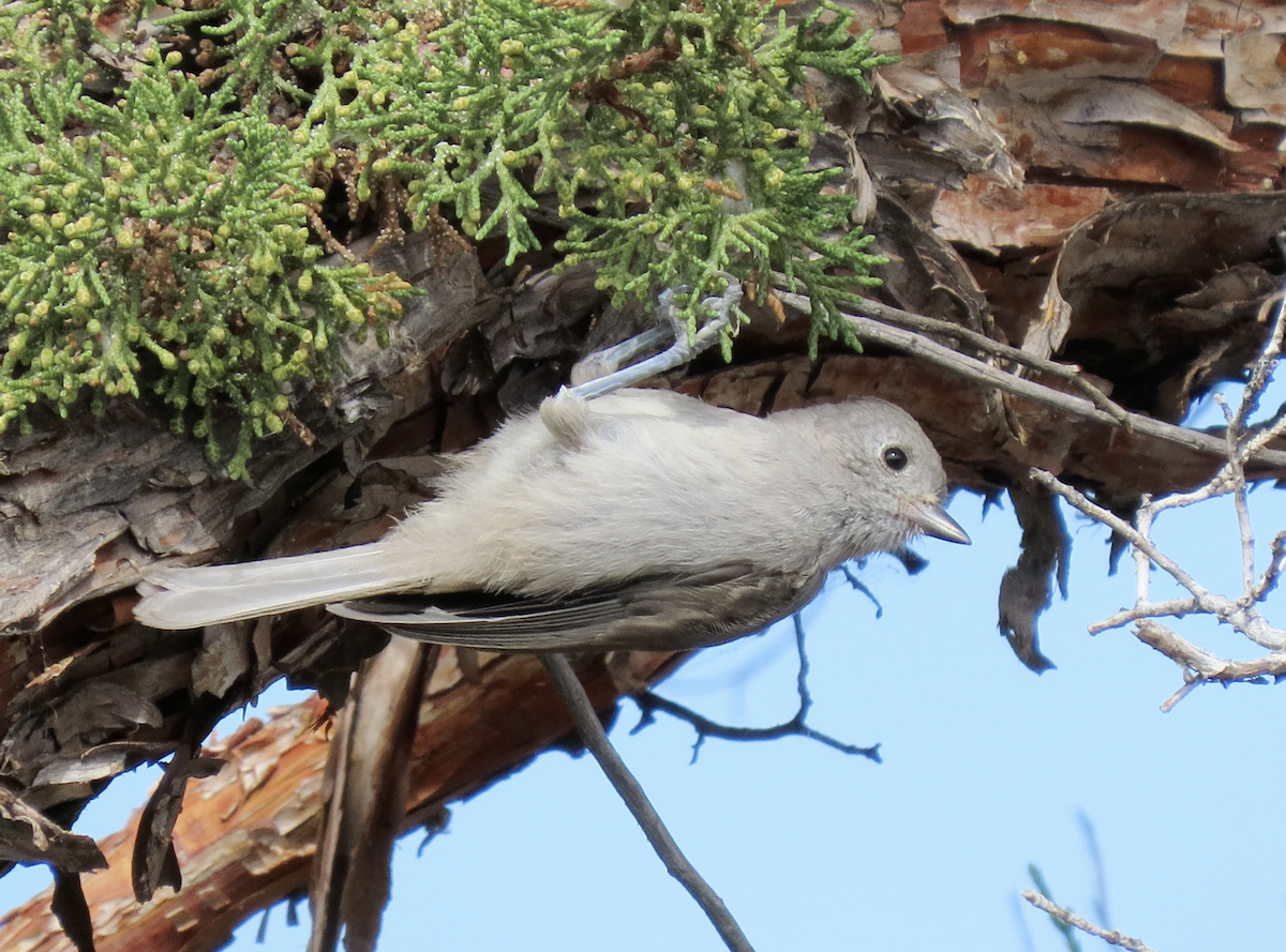 Mésange des genévriers - ML641026563
