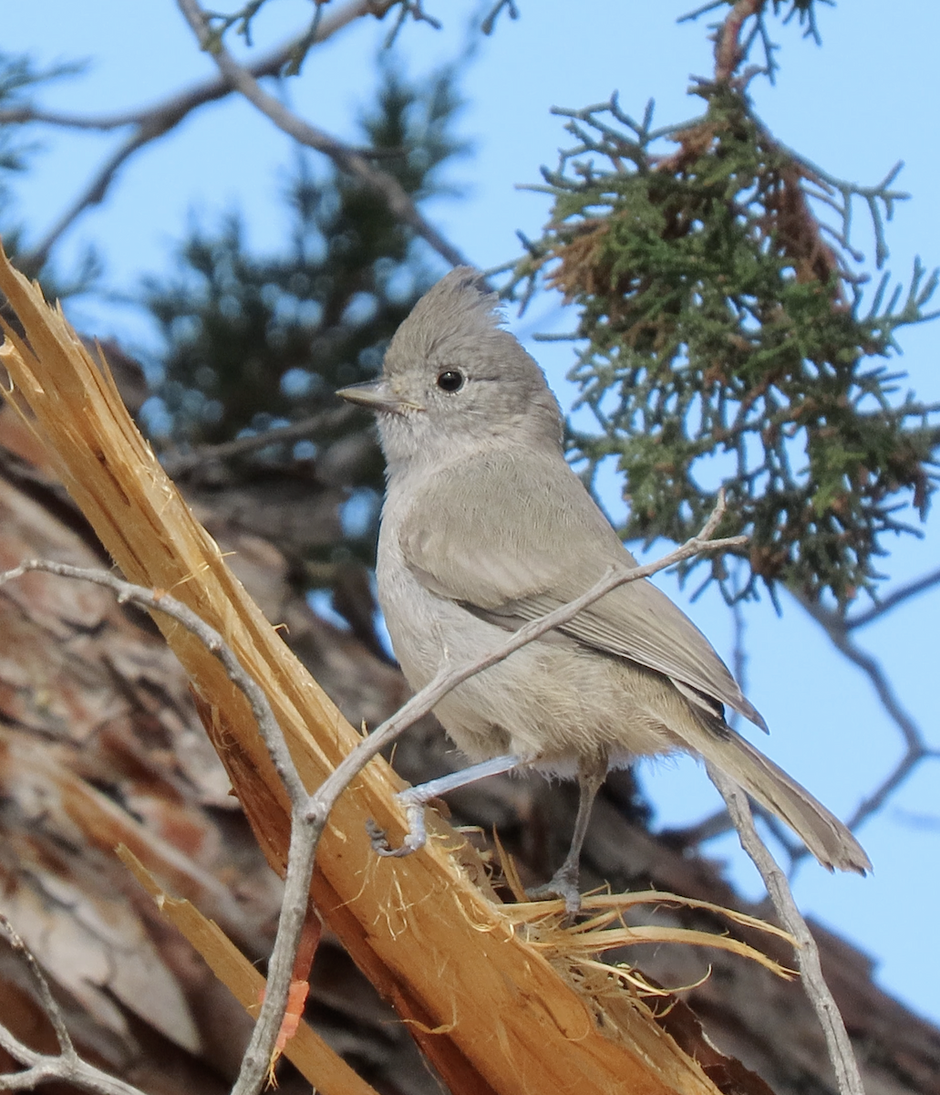 Mésange des genévriers - ML641026577