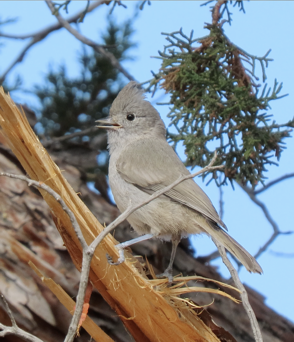 Mésange des genévriers - ML641026579