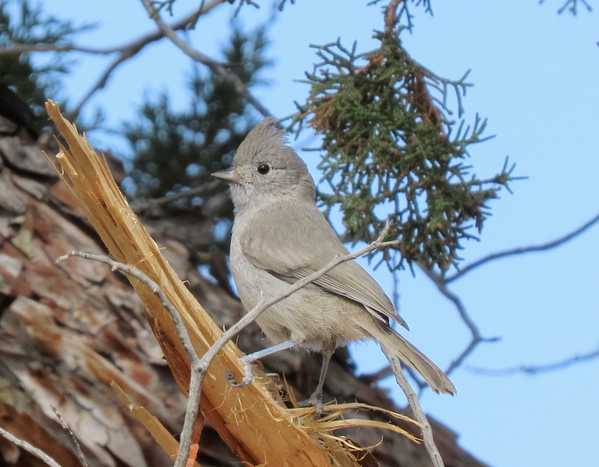 Mésange des genévriers - ML641026587