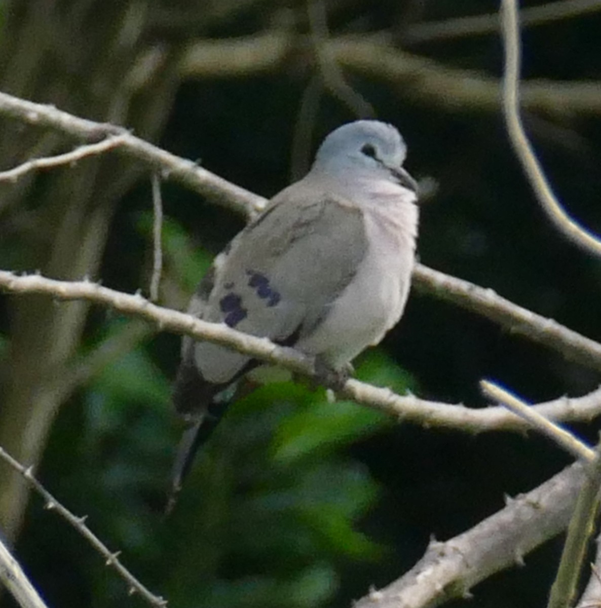 Black-billed Wood-Dove - ML641026589