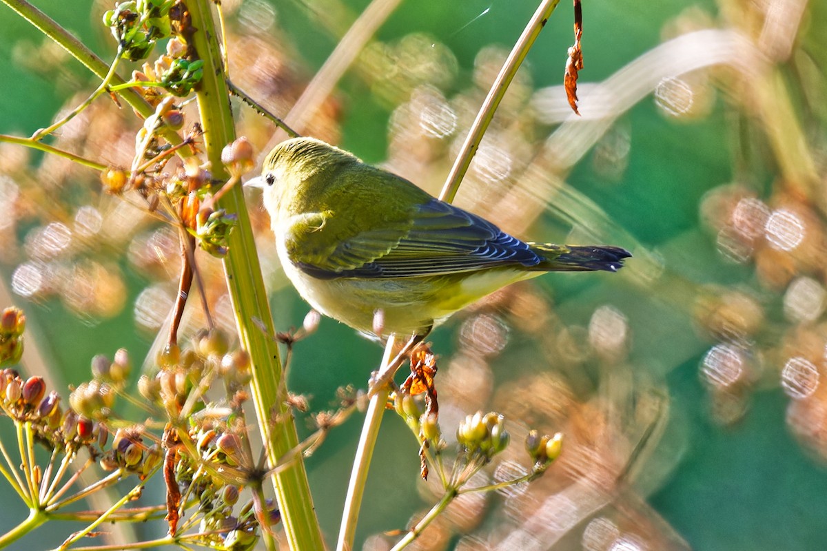 Tennessee Warbler - ML641026594