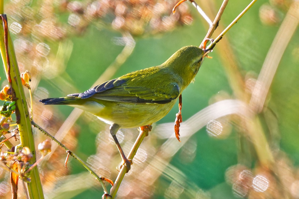 Tennessee Warbler - ML641026595