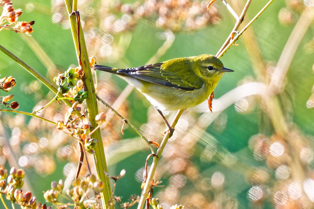Tennessee Warbler - ML641026607