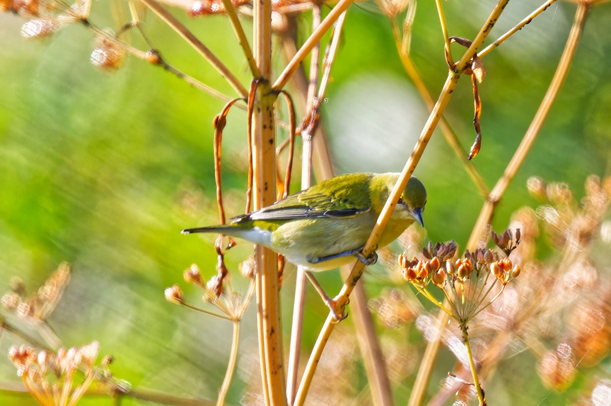 Tennessee Warbler - ML641026615