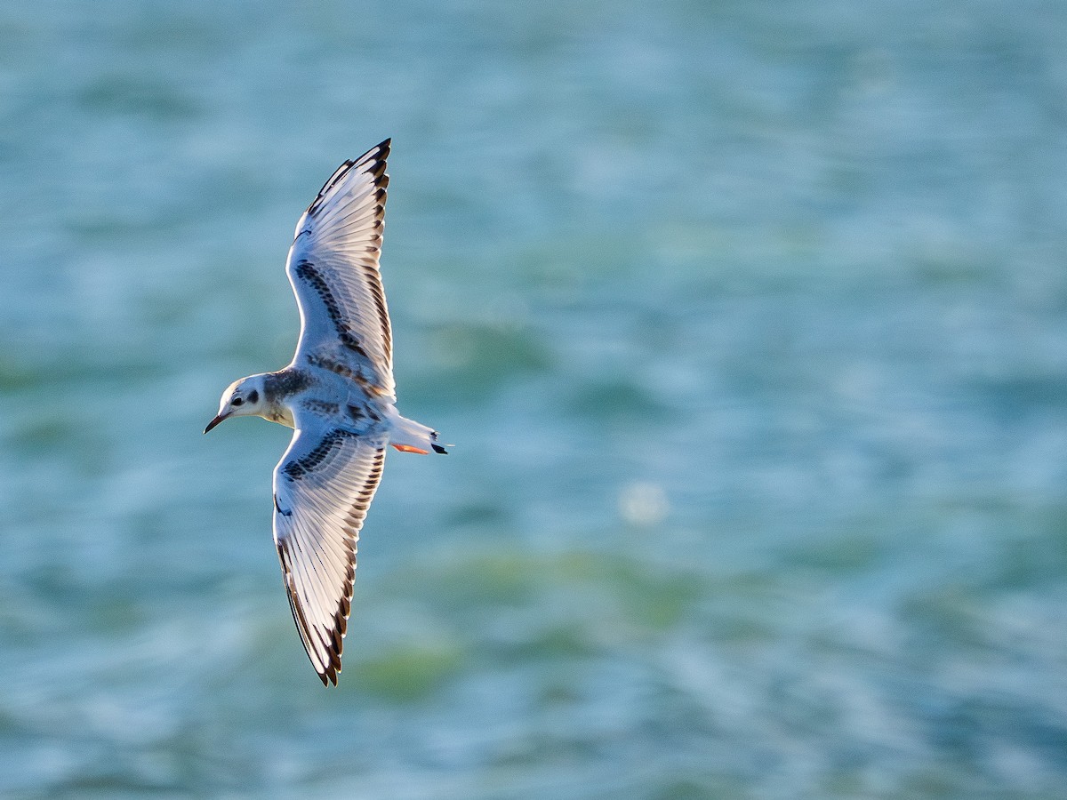 Bonaparte's Gull - ML641026616