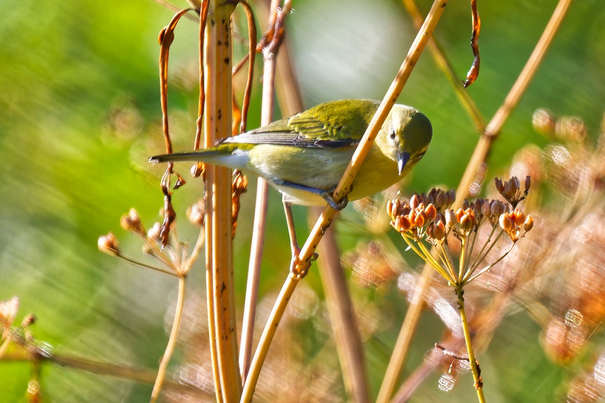 Tennessee Warbler - ML641026623