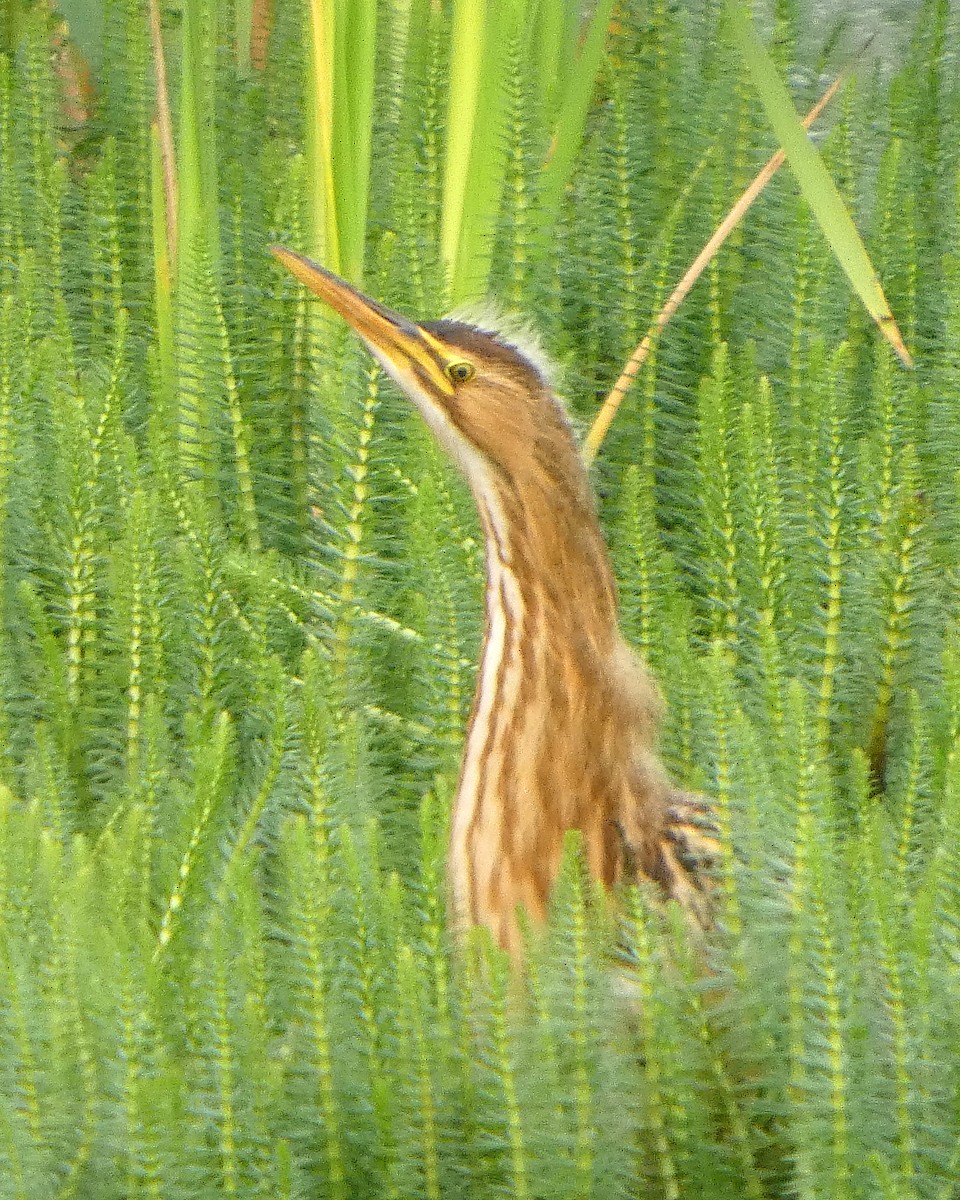 American Bittern - ML641026677