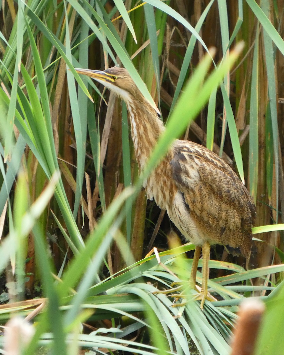 American Bittern - ML641026683