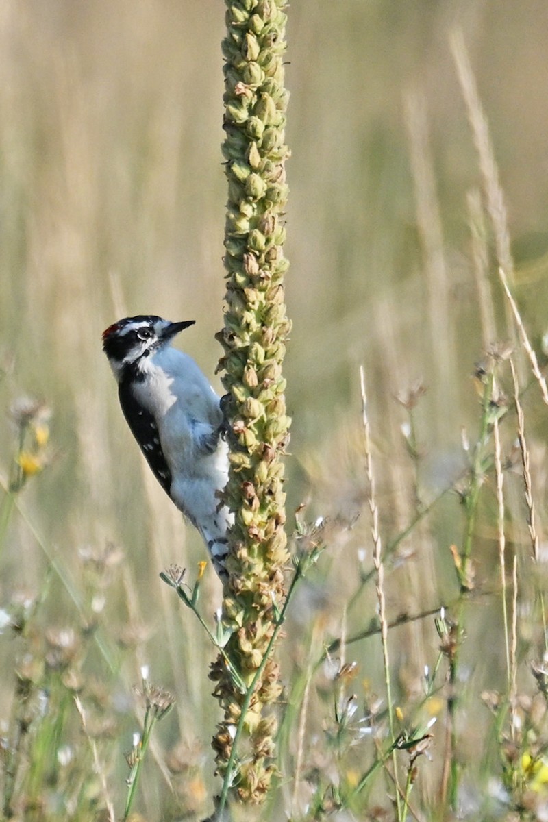 Downy Woodpecker - ML641026687