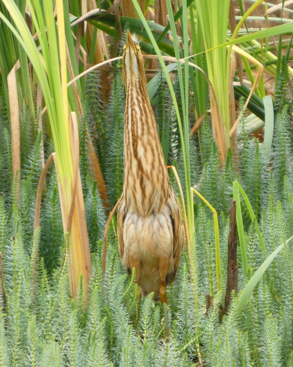 American Bittern - ML641026699
