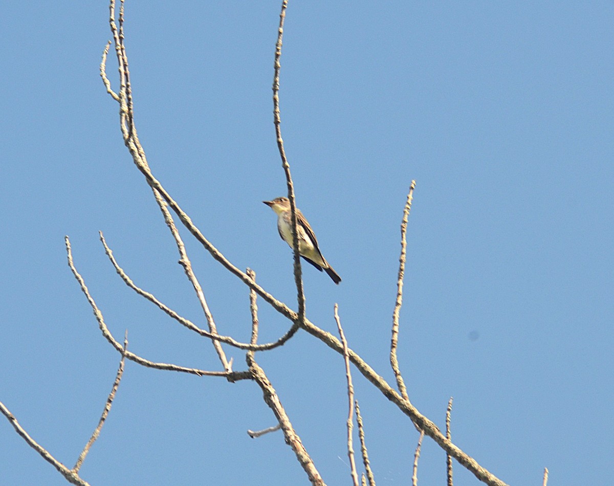 Olive-sided Flycatcher - ML641026701