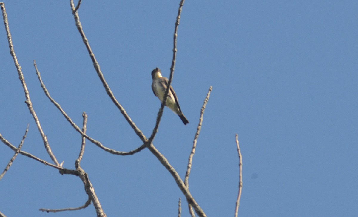 Olive-sided Flycatcher - ML641026702