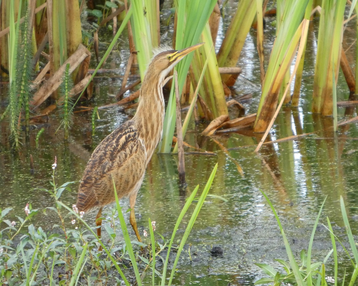 American Bittern - ML641026705