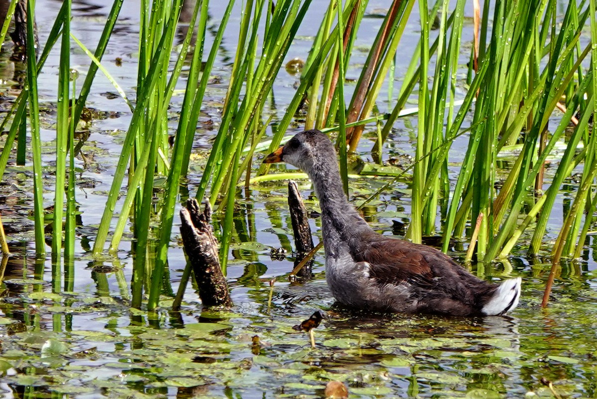 Common Gallinule - ML641026708