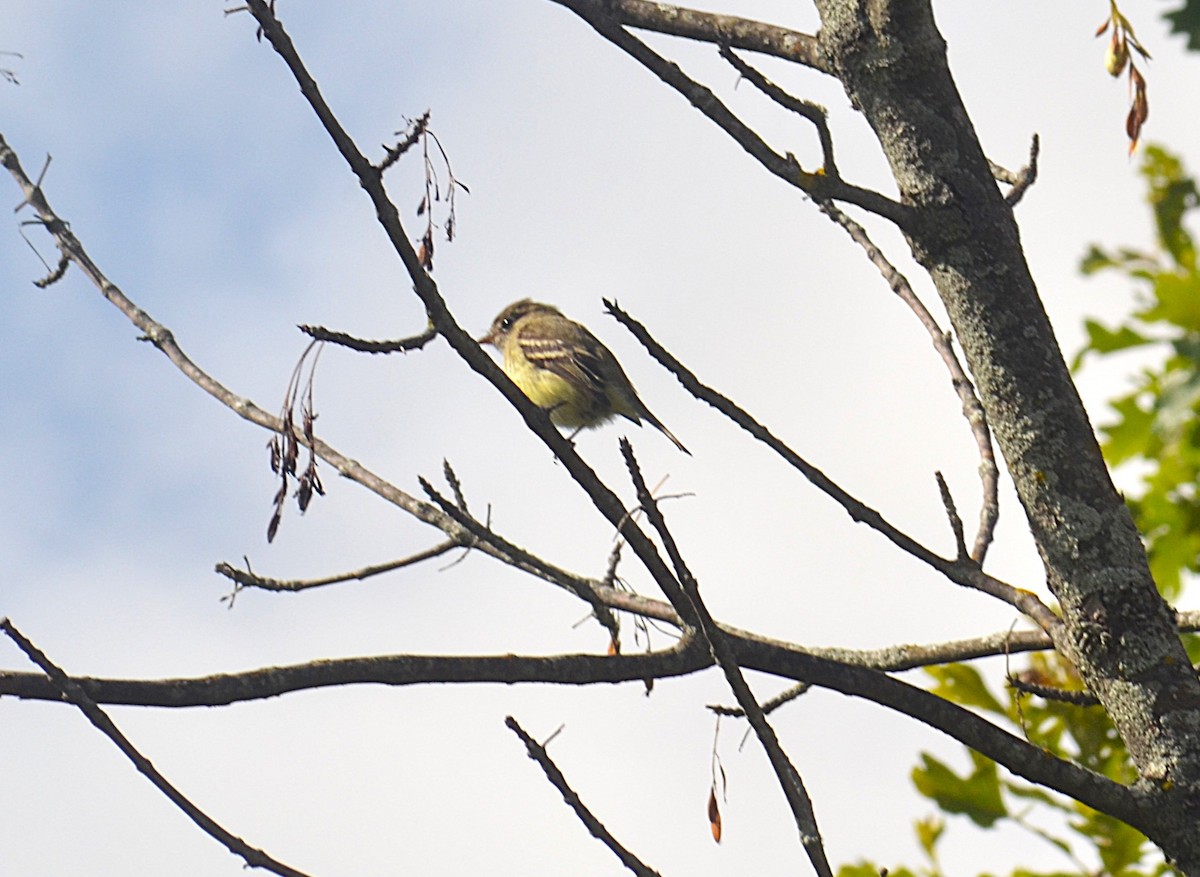 Yellow-bellied Flycatcher - ML641026709