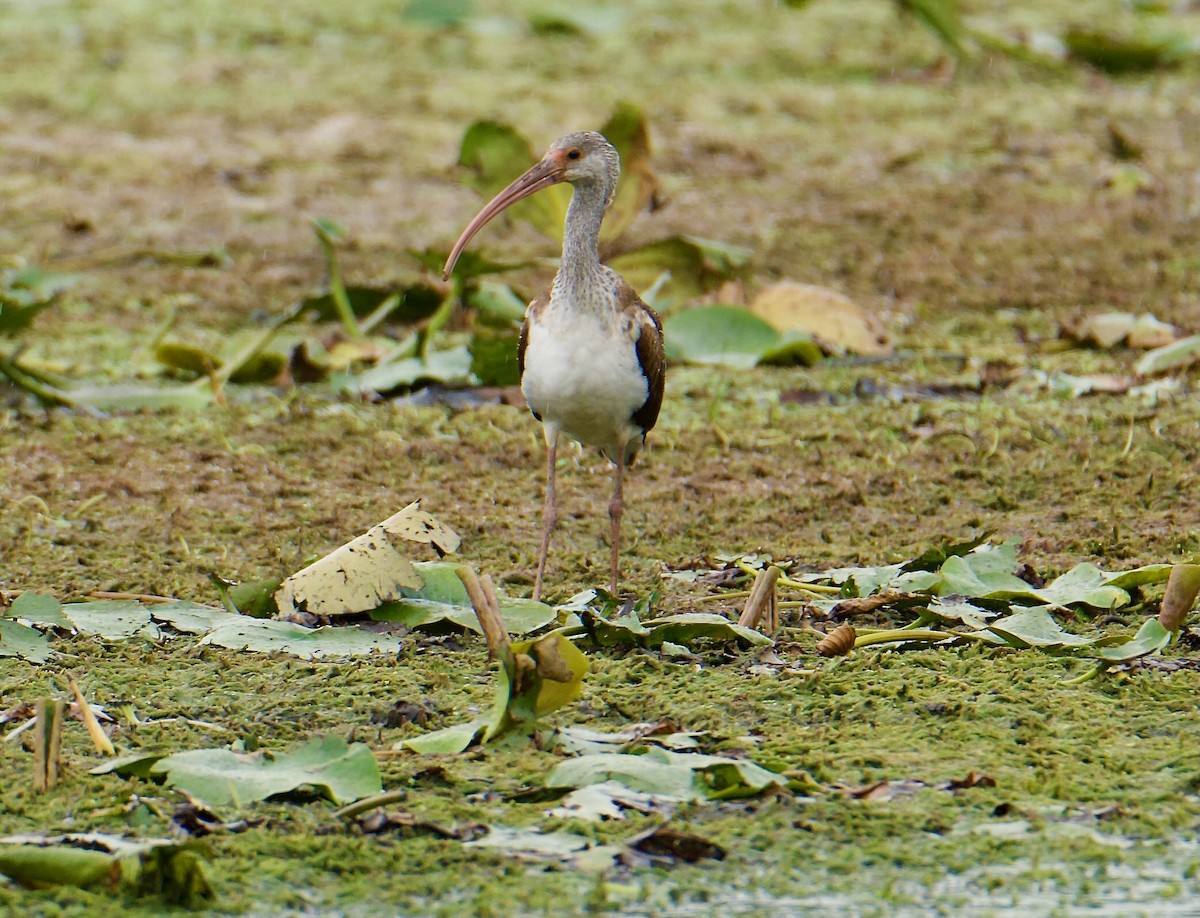 Ibis blanc - ML641026715