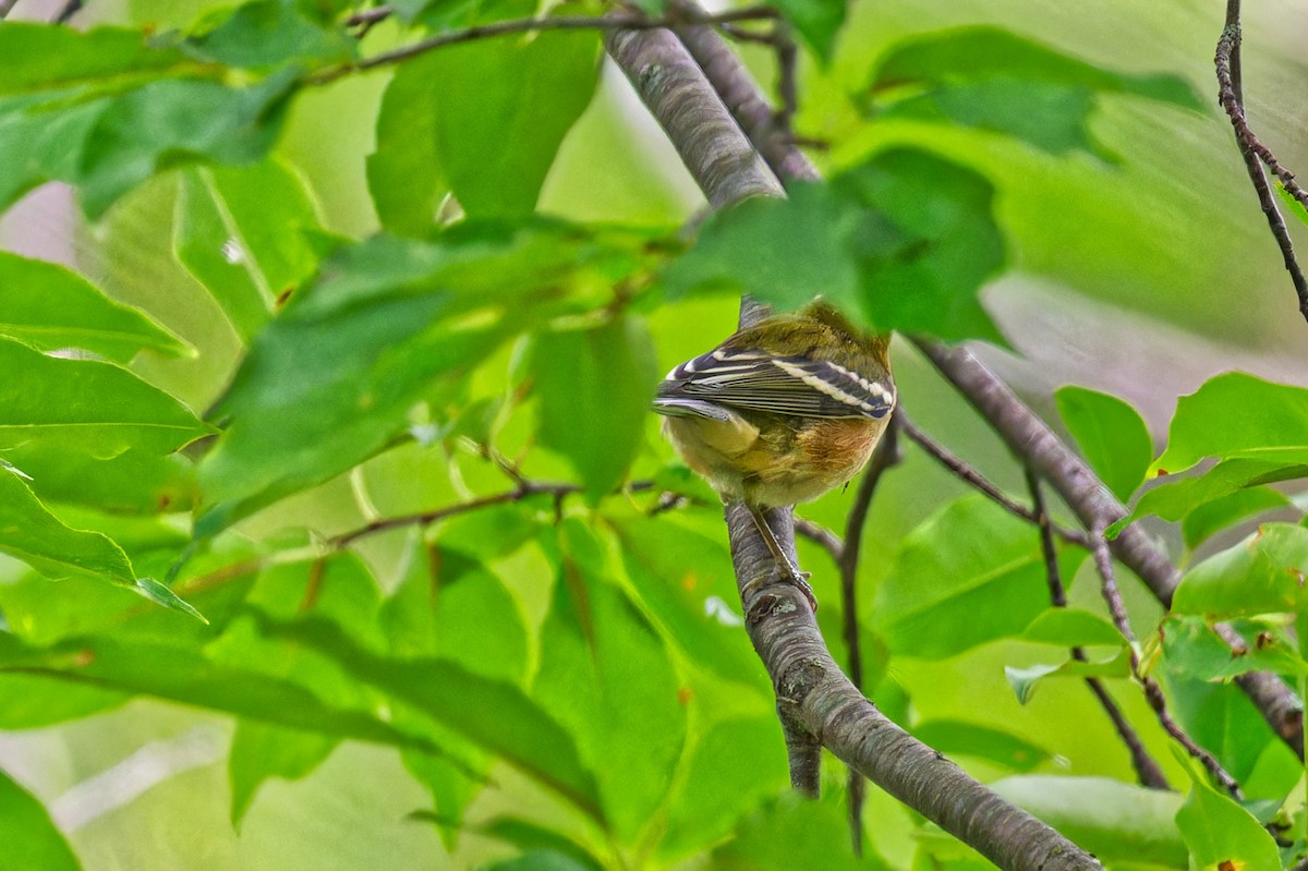 Bay-breasted Warbler - ML641026728