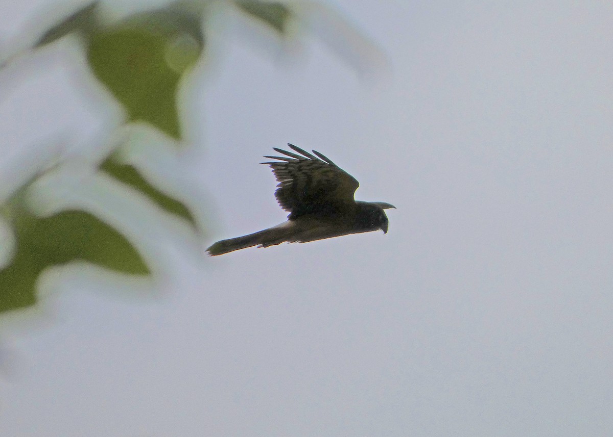 Northern Harrier - ML641026738
