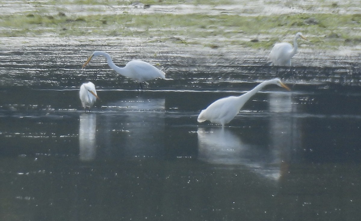 Цасч дэглий - ML641026751